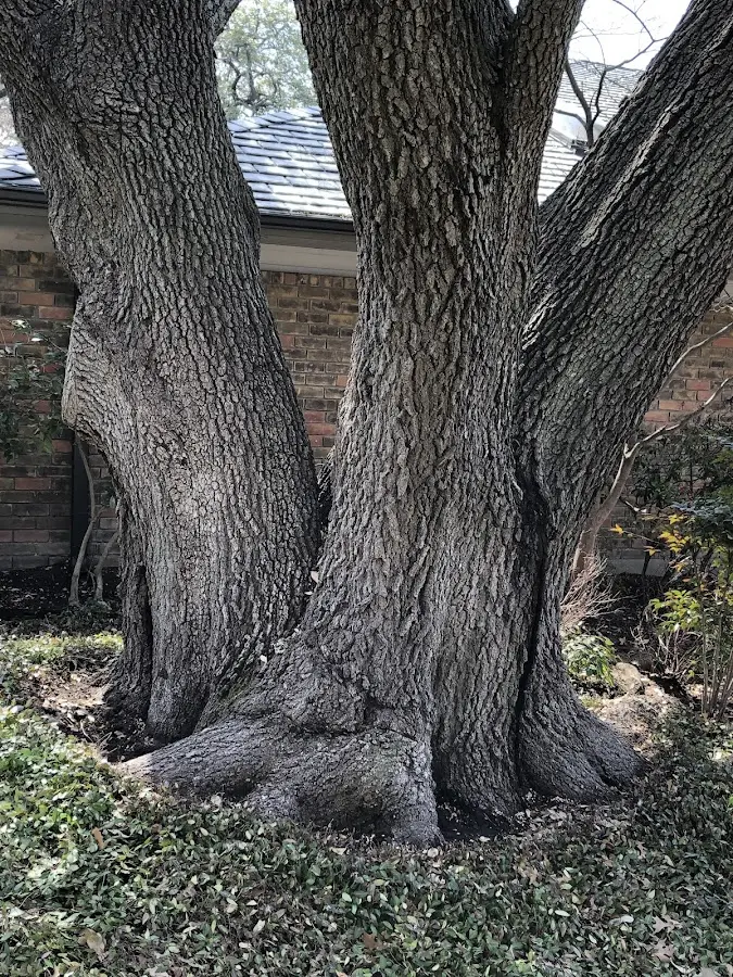 Mature heritage tree close to a Wawaka property cared for by certified arborists
